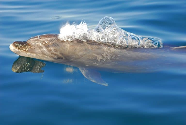 Dolphin and Whale Watching in Panama