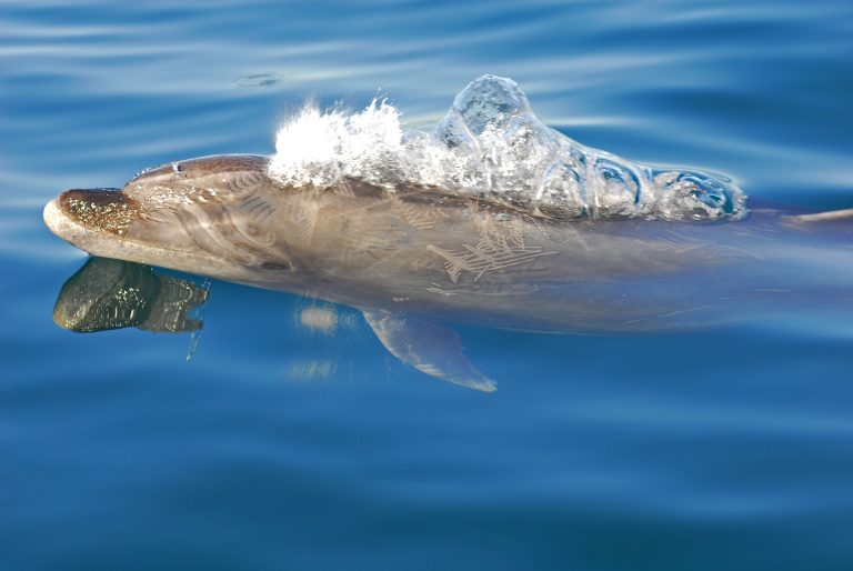 Dolphin and Whale Watching in Panama