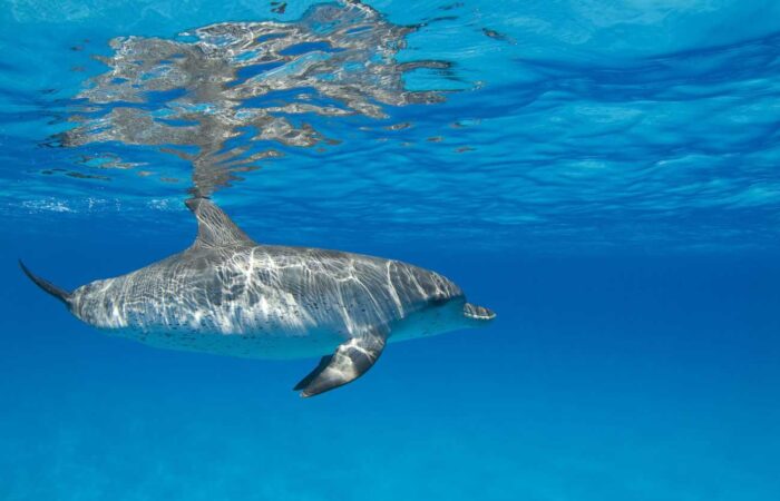 Spotted Dolphin