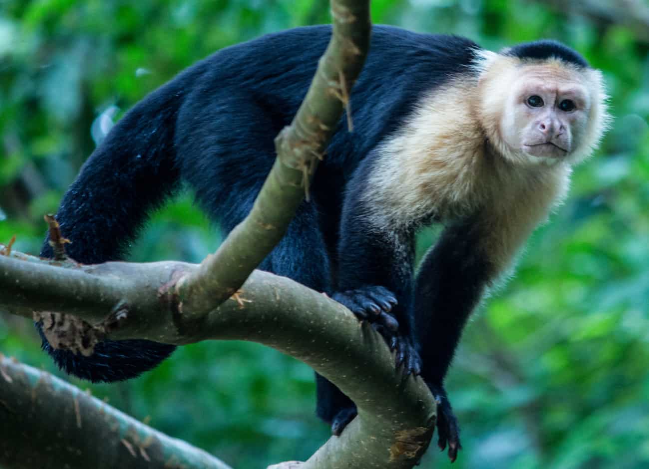 Coiba White-face capuchin