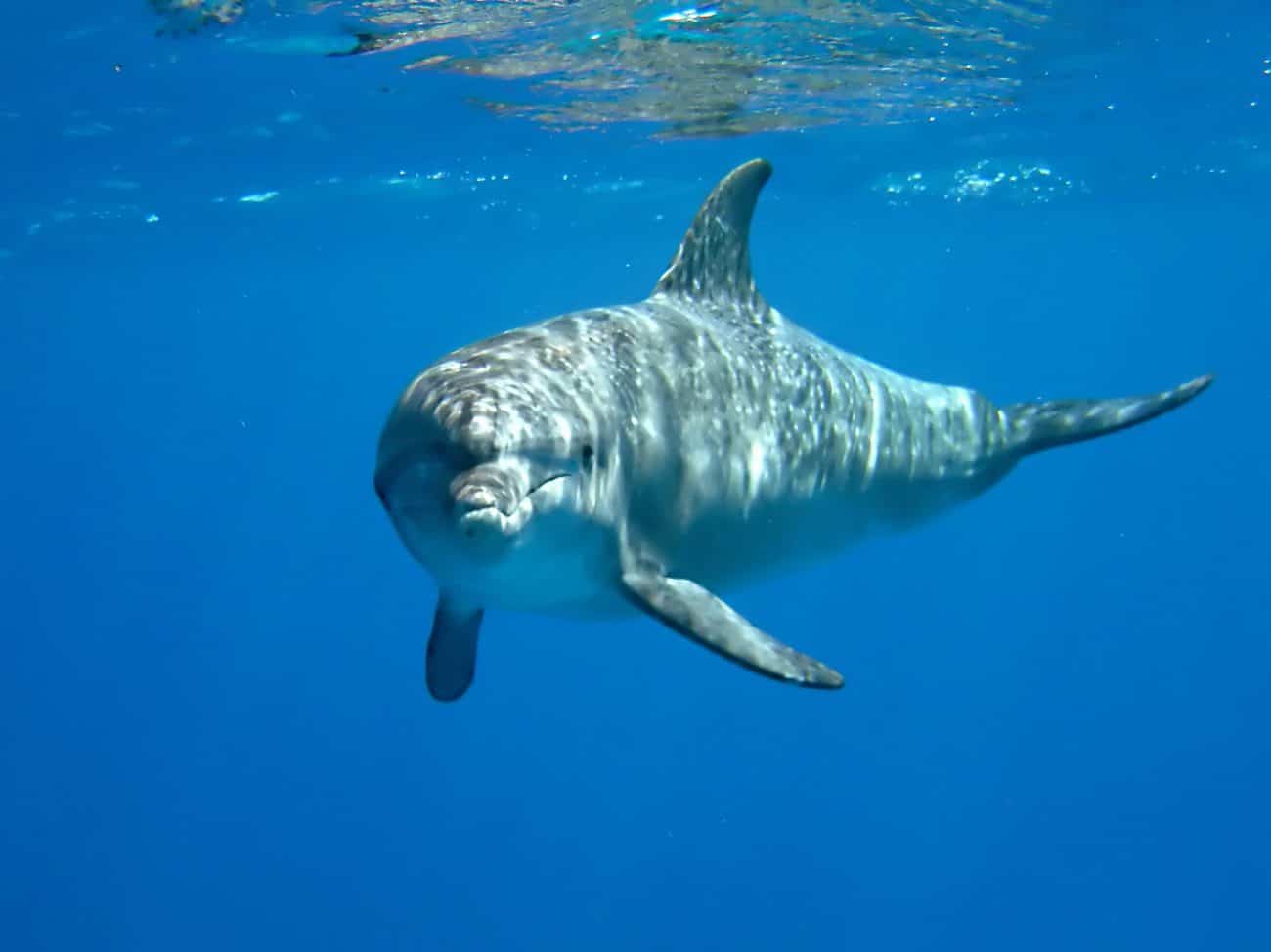 Delfín Nariz de Botella - Panama