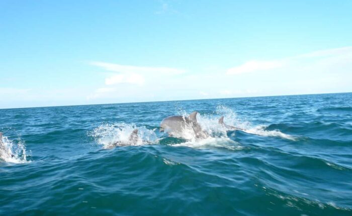 Avistamiento de Delfines, Panamá