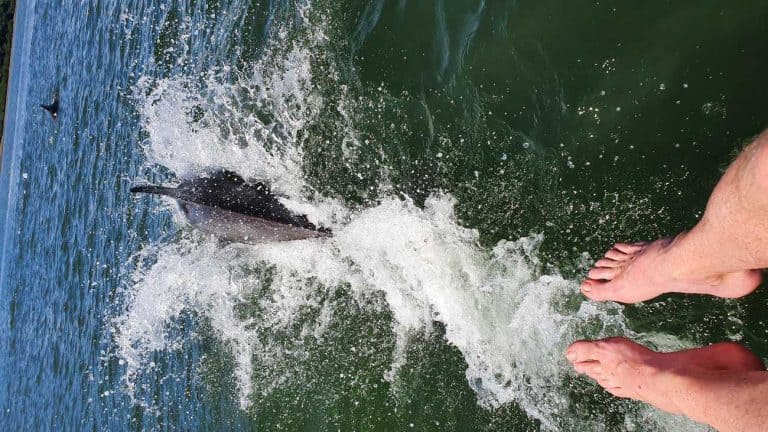 Dolphins in the Gulf of Montijo