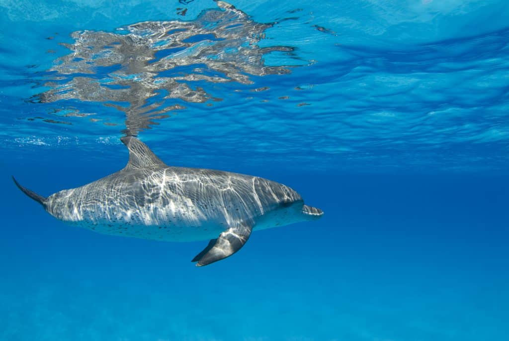 Spotted Dolphin