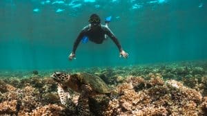 Granito de Oro Island Snorkeling - Coiba