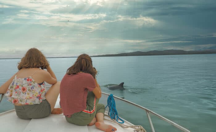 Delfines saltando en el océano durante un tour responsable en Panamá.