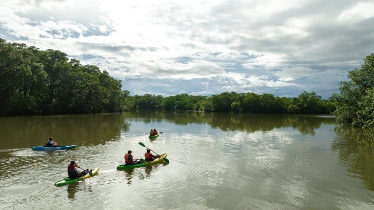 Paddling Through the Mangrove Forest in Montijo