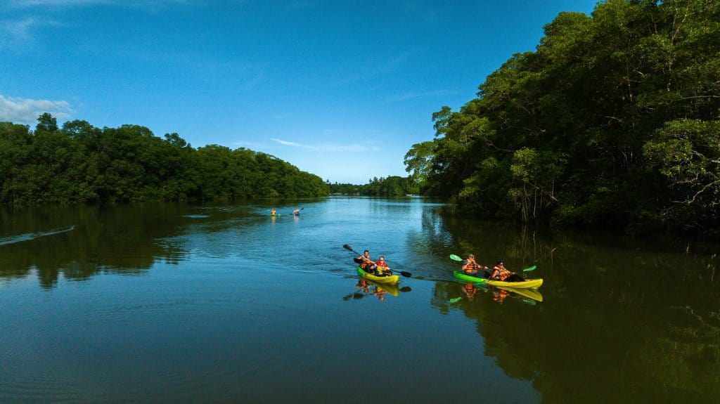 Kayakers paddling a mangrove river in the Gulf of Montijo, Panama