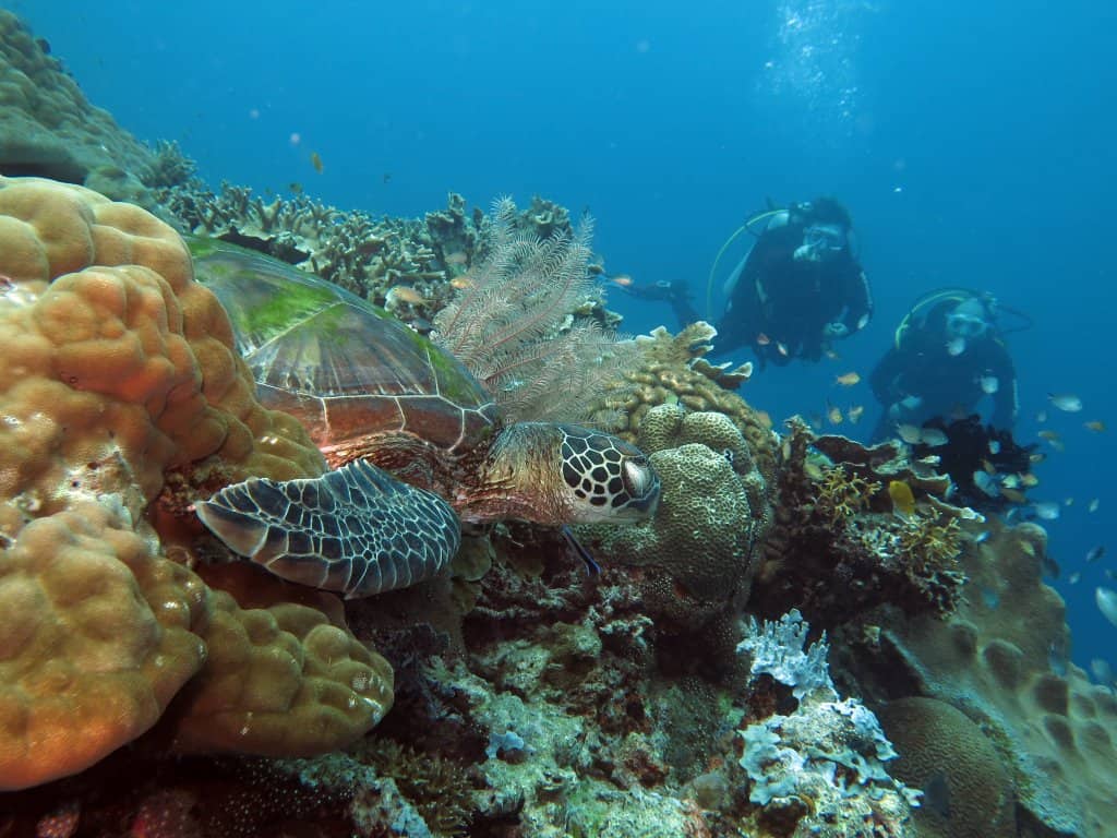Diving in Coiba National Park from Santa Catalina, Panama