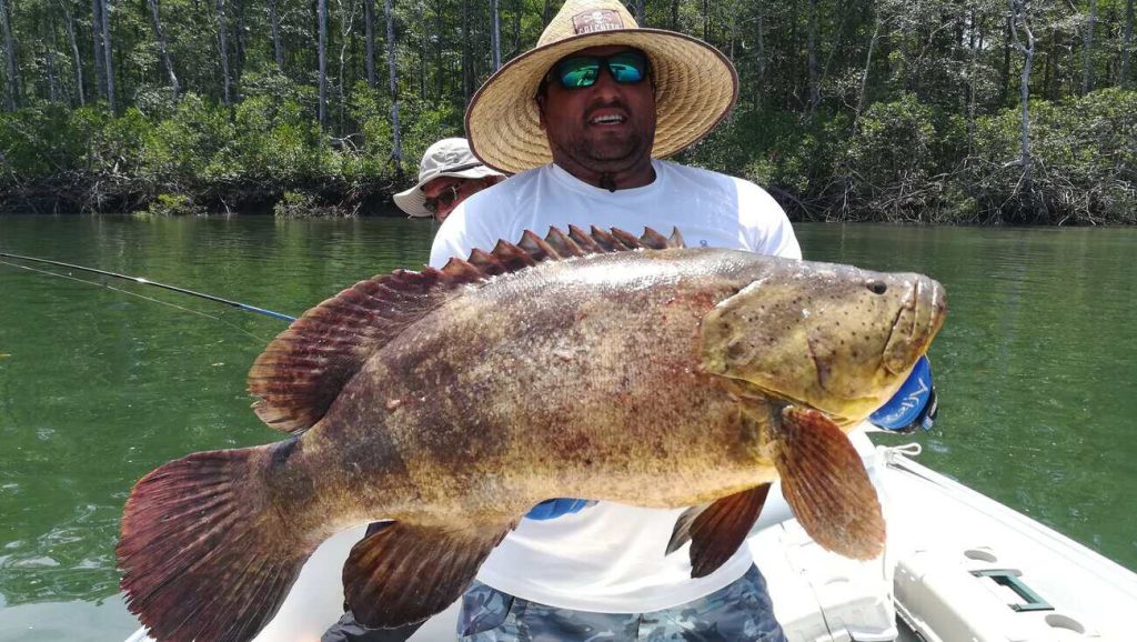 Grouper from the Gulf of Montijo, Panama