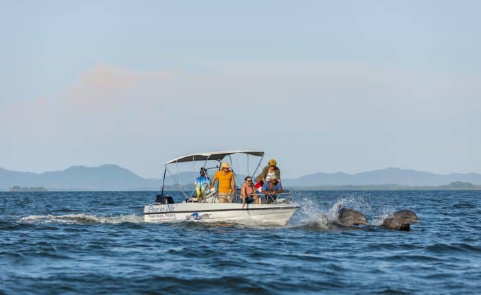Dolphin photo safari at Gulf of Montijo, the best dolphin watching experience for families.
