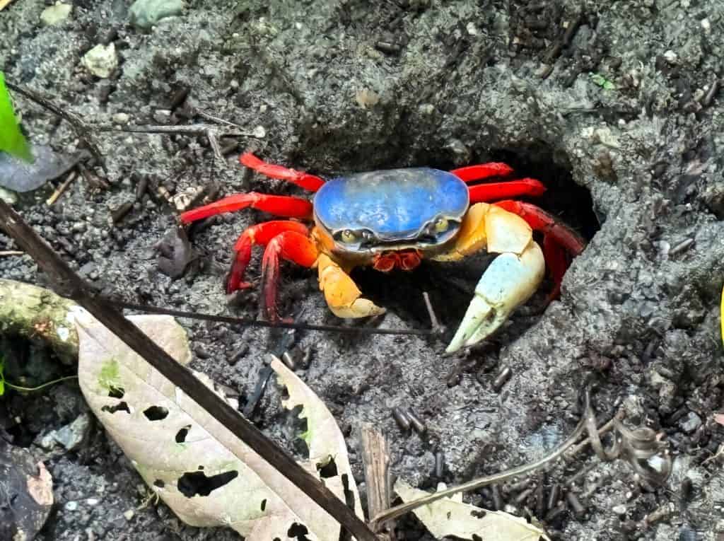 Mangrove crab Ucides occidentalis at the entrance of its burrow in the mangrove