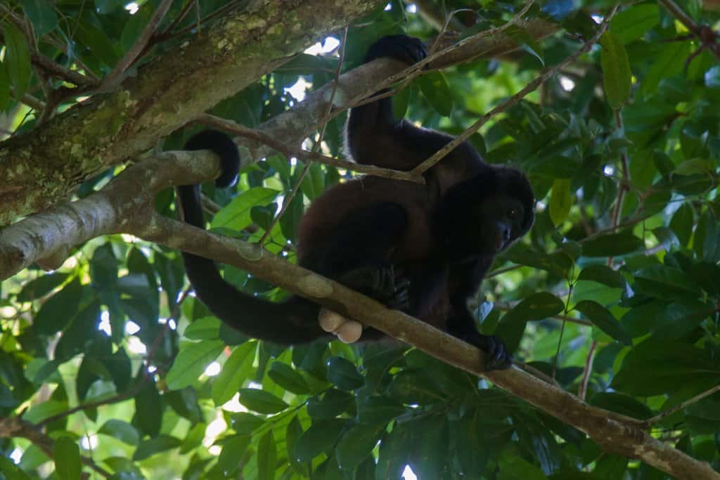 Howler monkey resting on a branch in Coiba National Park, Panama