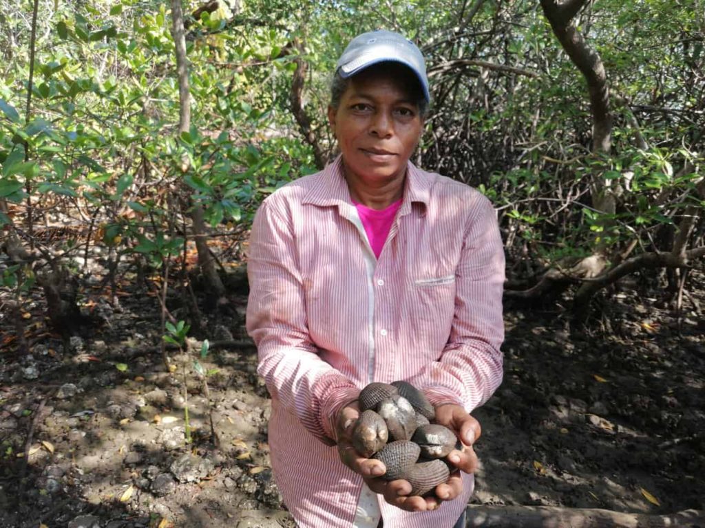 Women of the Gulf of Montijo collecting black clams in the mangrove mud
