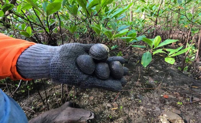 Conchas Negras en el Golfo de Montijo