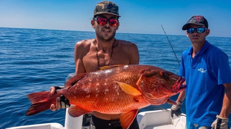 Cubera snapper
