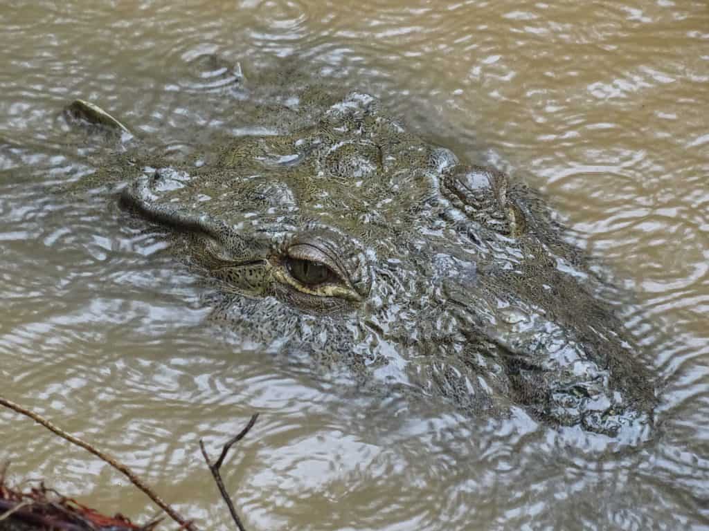 Tita, the American crocodile of Isla Rancheria, Coiba National Park