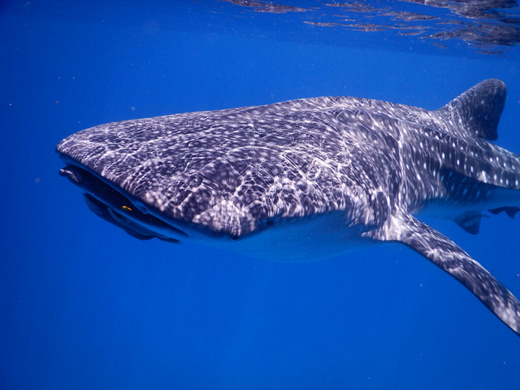 Whale Shark at Coiba National Park