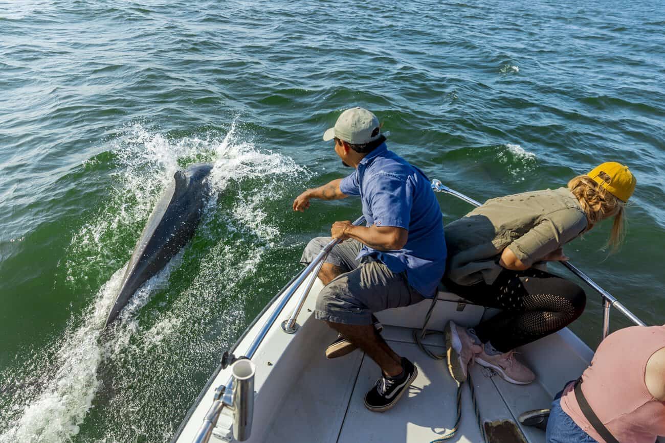 Delfines nariz de botella nadando junto a un bote en el Golfo de Montijo, Panamá
