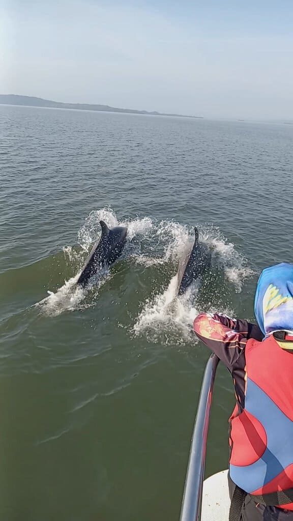 Bottlenose dolphins swimming in the Gulf of Montijo, Panama