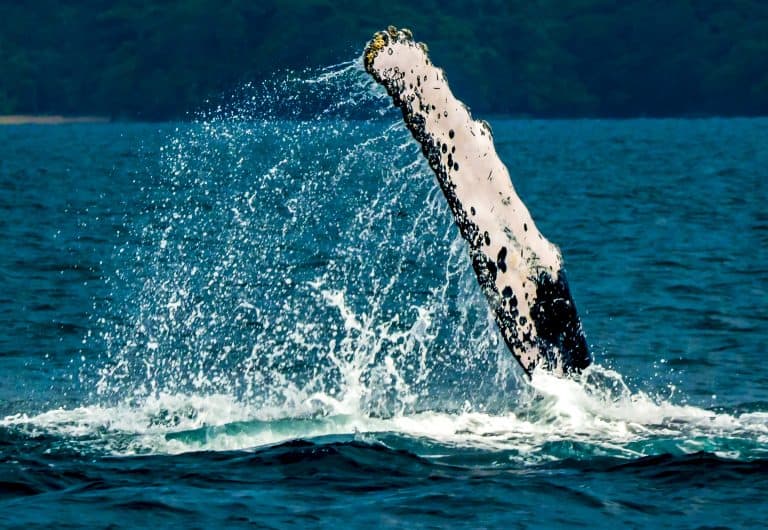 Las Aletas pueden a llevar a medir hasta un tercio del tamaño del ejemplar