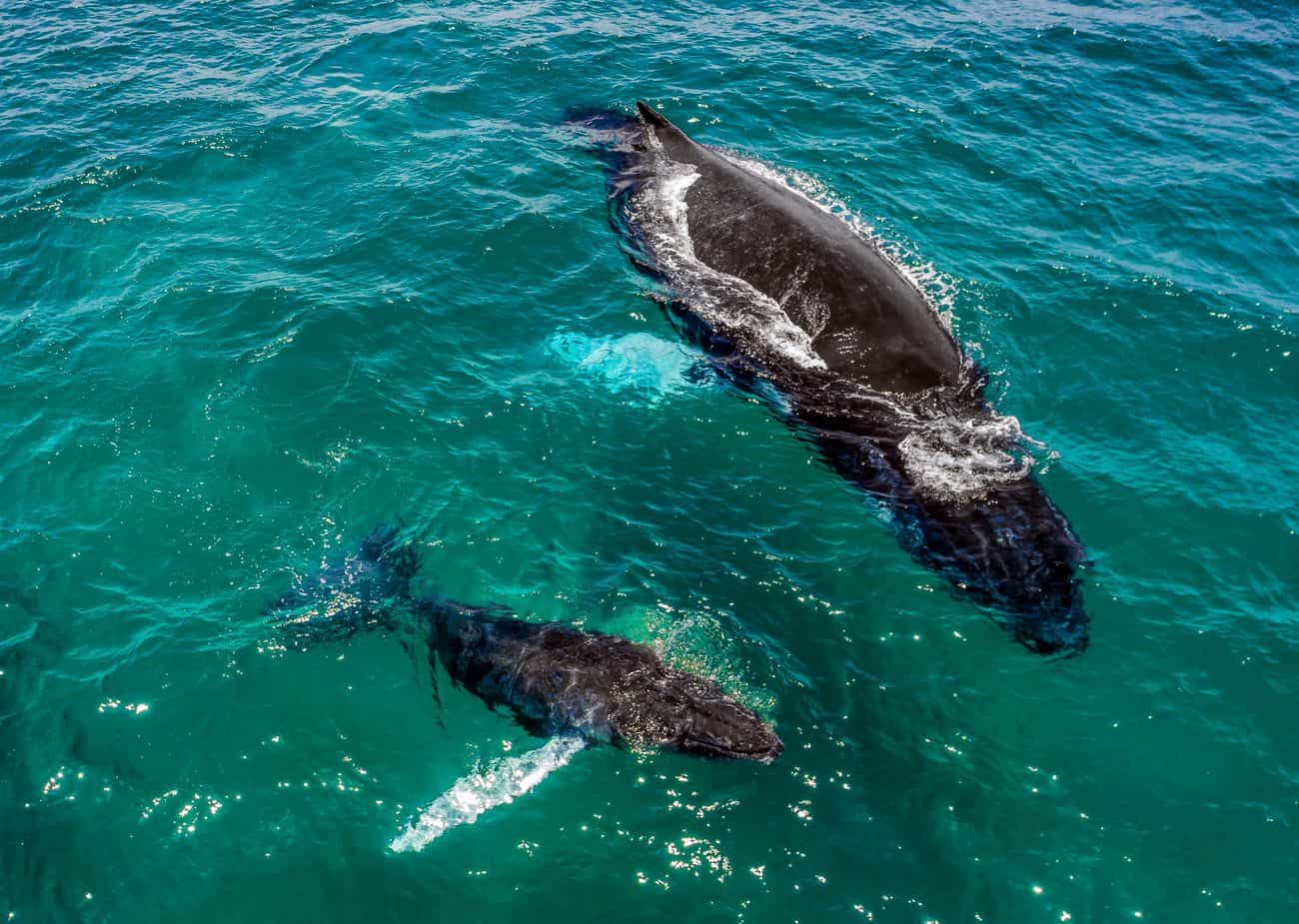 Panama Whale Watching