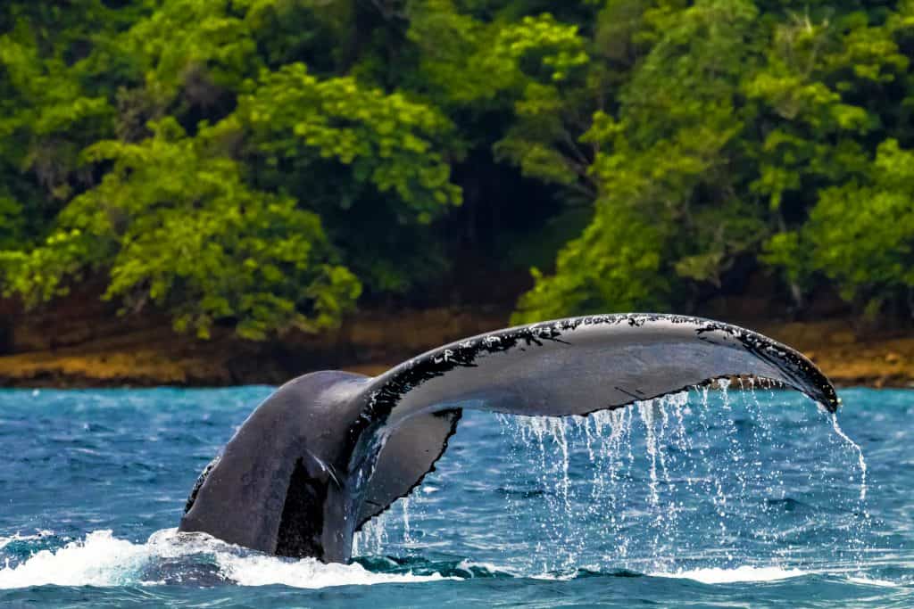 Ballena jorobada en Panamá