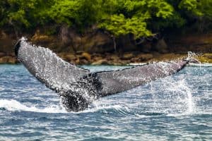 Humpback whale tail, a unique pattern like a fingerprint