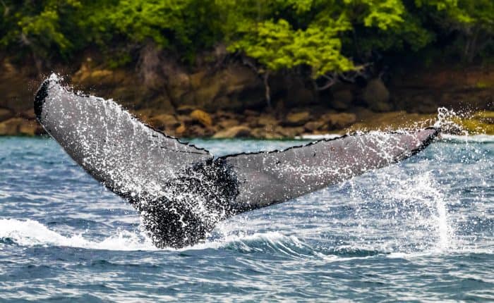 Las manchas en la cola de la ballena son como una huella dactilar