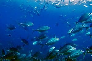 Bigeye Trevally or Jack