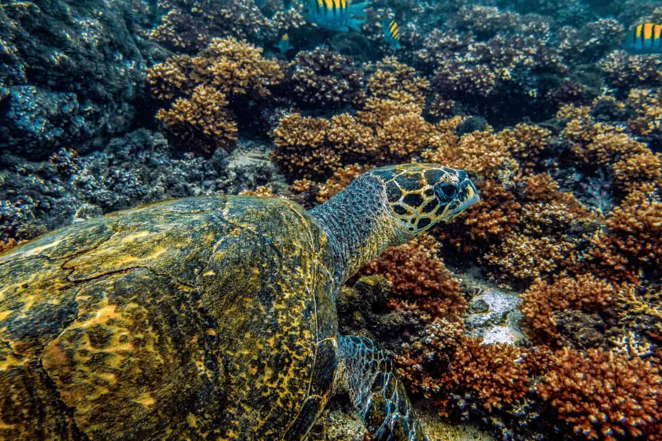 Female turtles lay their eggs at the same beach on which they were born