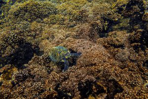 Coiba, Panama - Sea Turtle Sighting