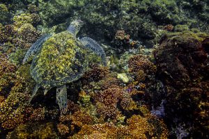 Marine Turtles in Coiba