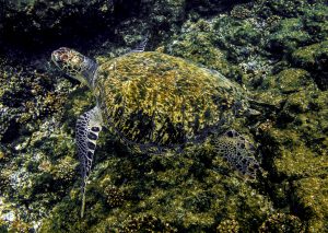 It way of swimming is so perfect that it seems to fly, between the crystal clear waters of the Coiba National Park