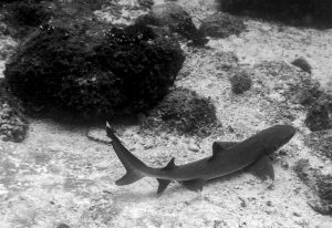 Magic & Wild Under Water World