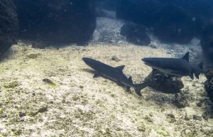Sea Turtles and Sharks are guaranteed
