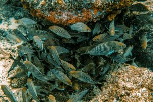 Coiba Under Water Life