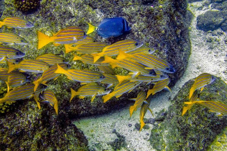 Coiba - Colorful Underwater Show 