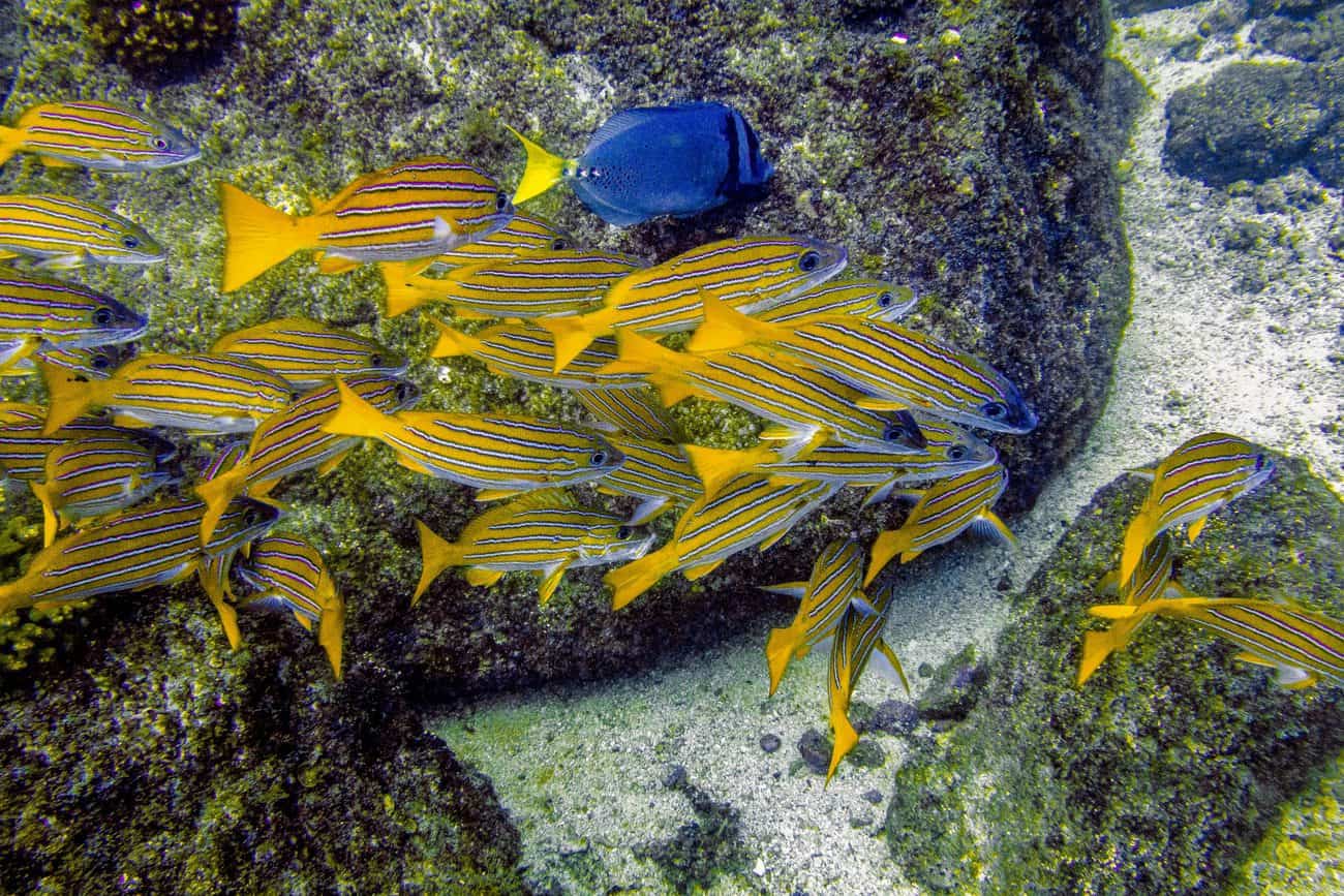 Coiba - Colorful Underwater Show