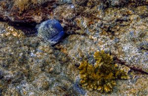 Wild residents of the underwater world of Coiba