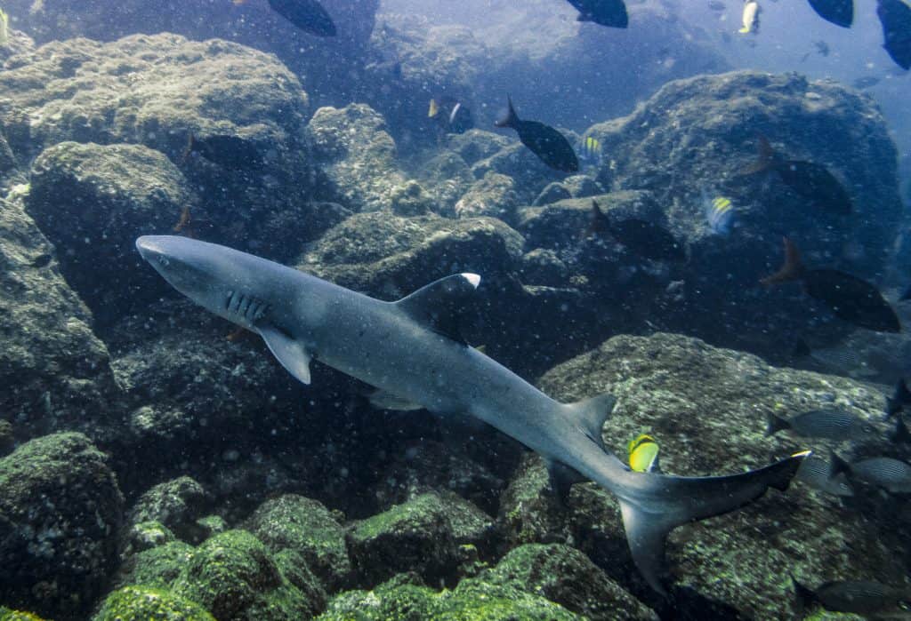Whitetip Shark - Coiba - Granito de Oro