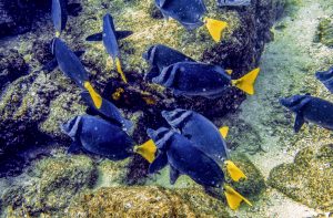 Snorkeling in Coiba - Wild Colorful Adventure