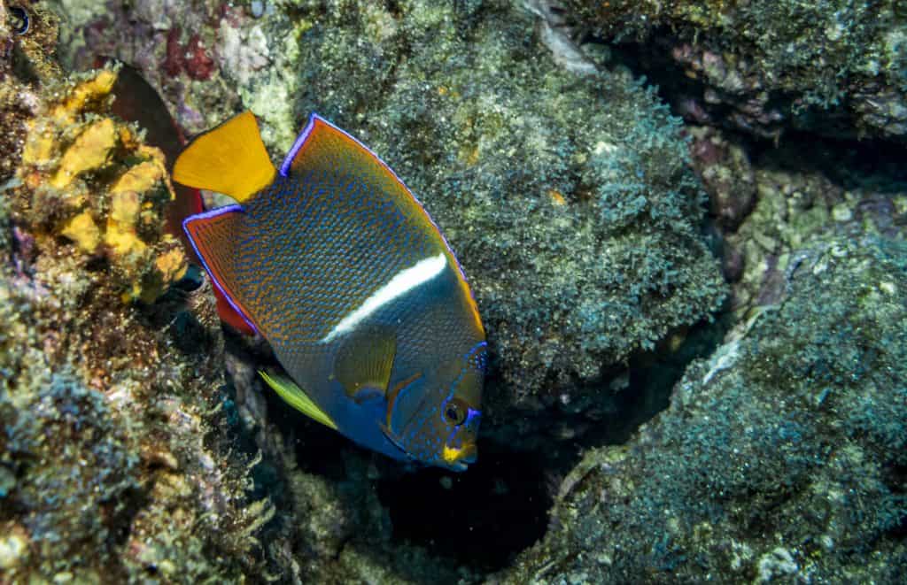 Pesca de atún aleta amarilla en el Parque Nacional Coiba, Panamá