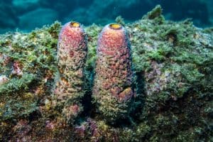 Coiba Coral Reefs - Diving