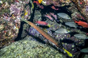 Coiba is one of the wildest places in Central America