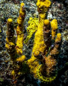 Coiba Under Water Corals