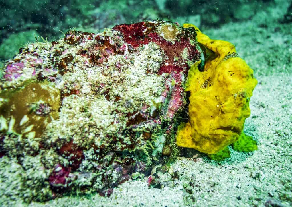 The natural wealth of the Coiba's Coral Reefs