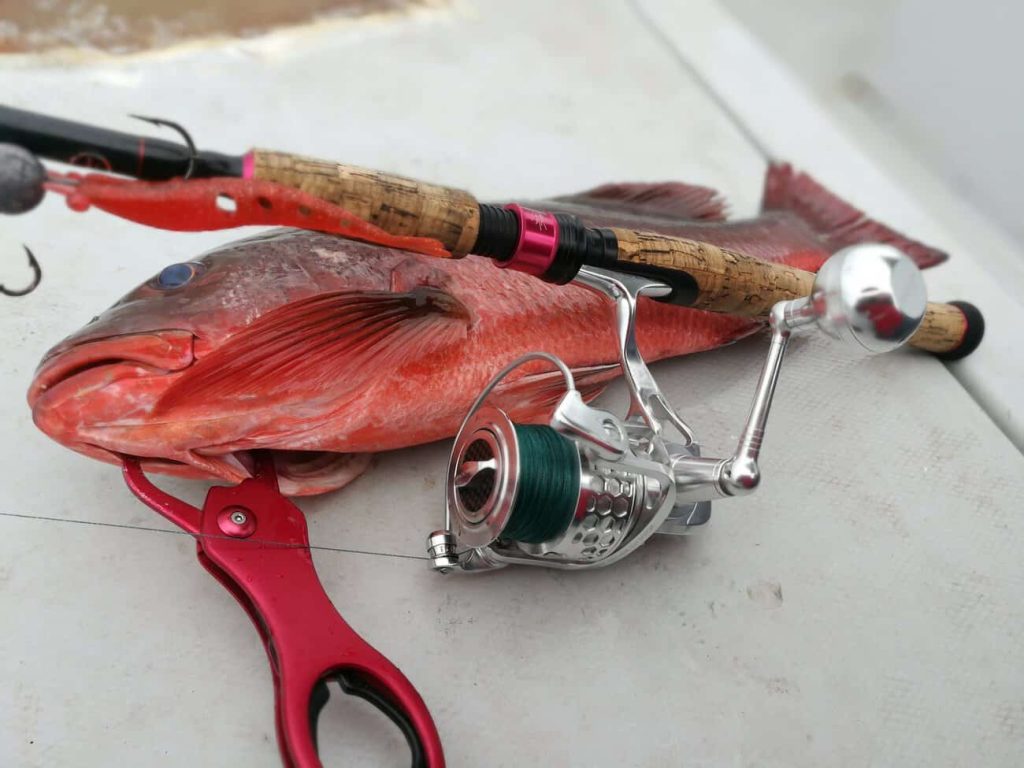 Pacific red snapper from the Gulf of Montijo, Panama