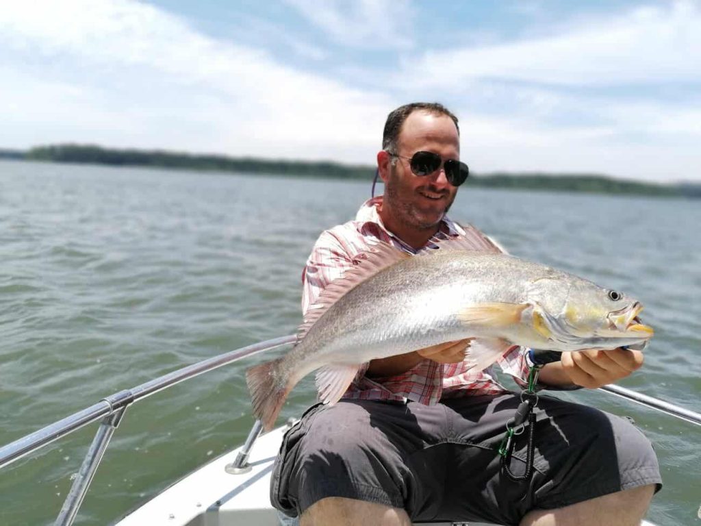 Yellow corvina, a croaker of the Gulf of Montijo estuary in Panama
