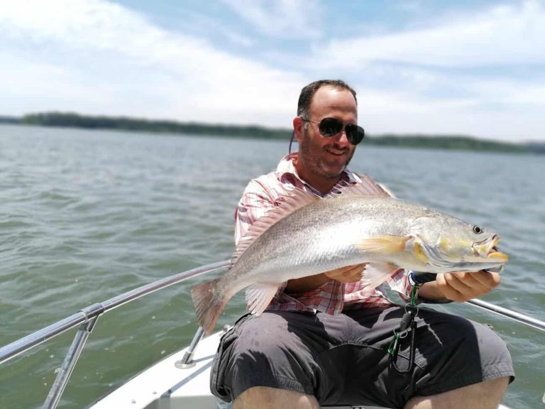 Corvina amarilla del Golfo de Montijo